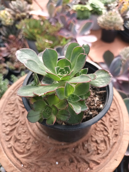 Aeonium Red edge variegata