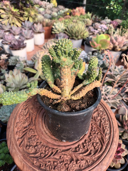 Euphorbia spp 'Medusoide'