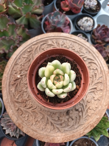 Echeveria agavoides x pulidonis variegata