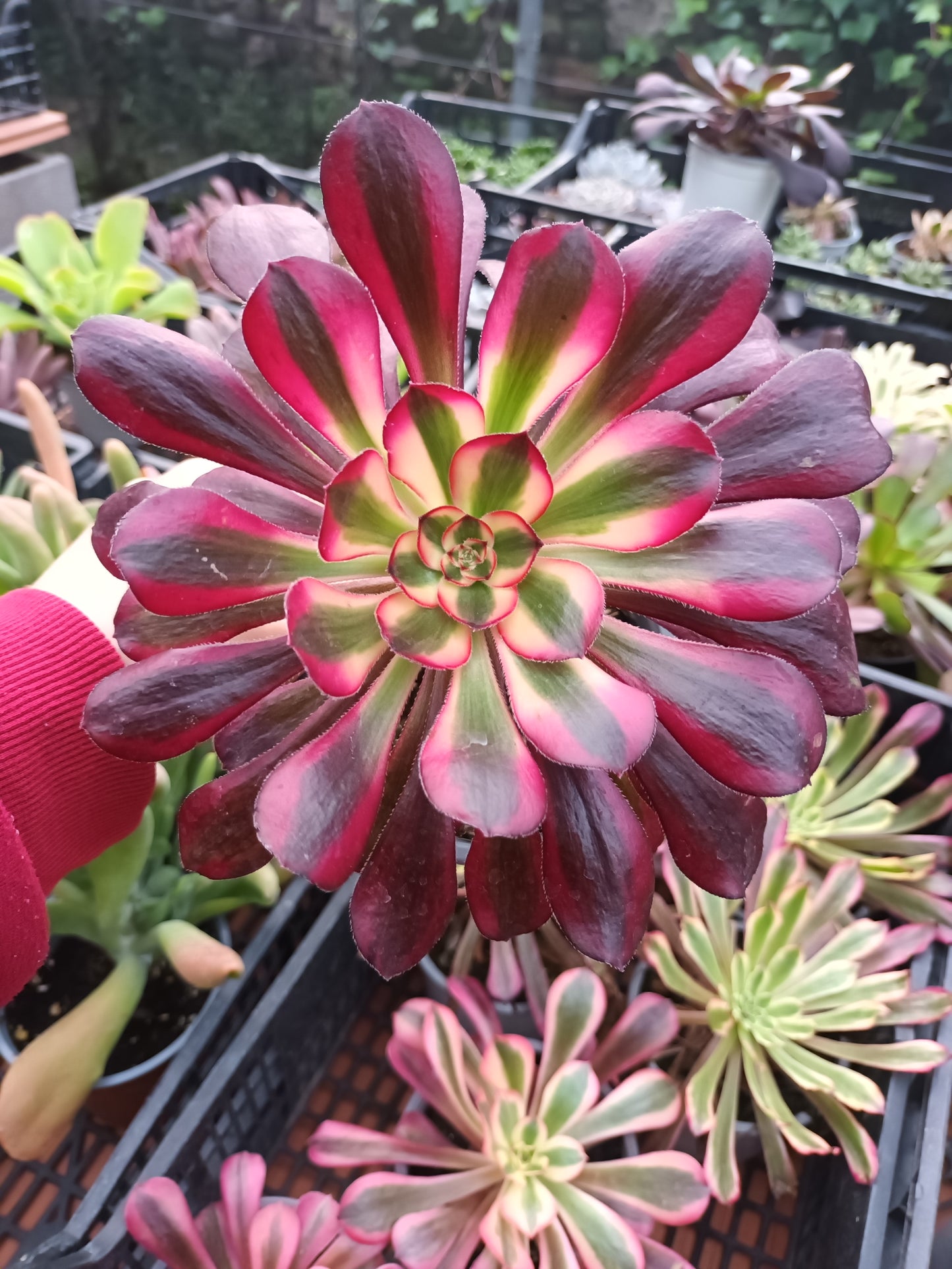 Aeonium chanel