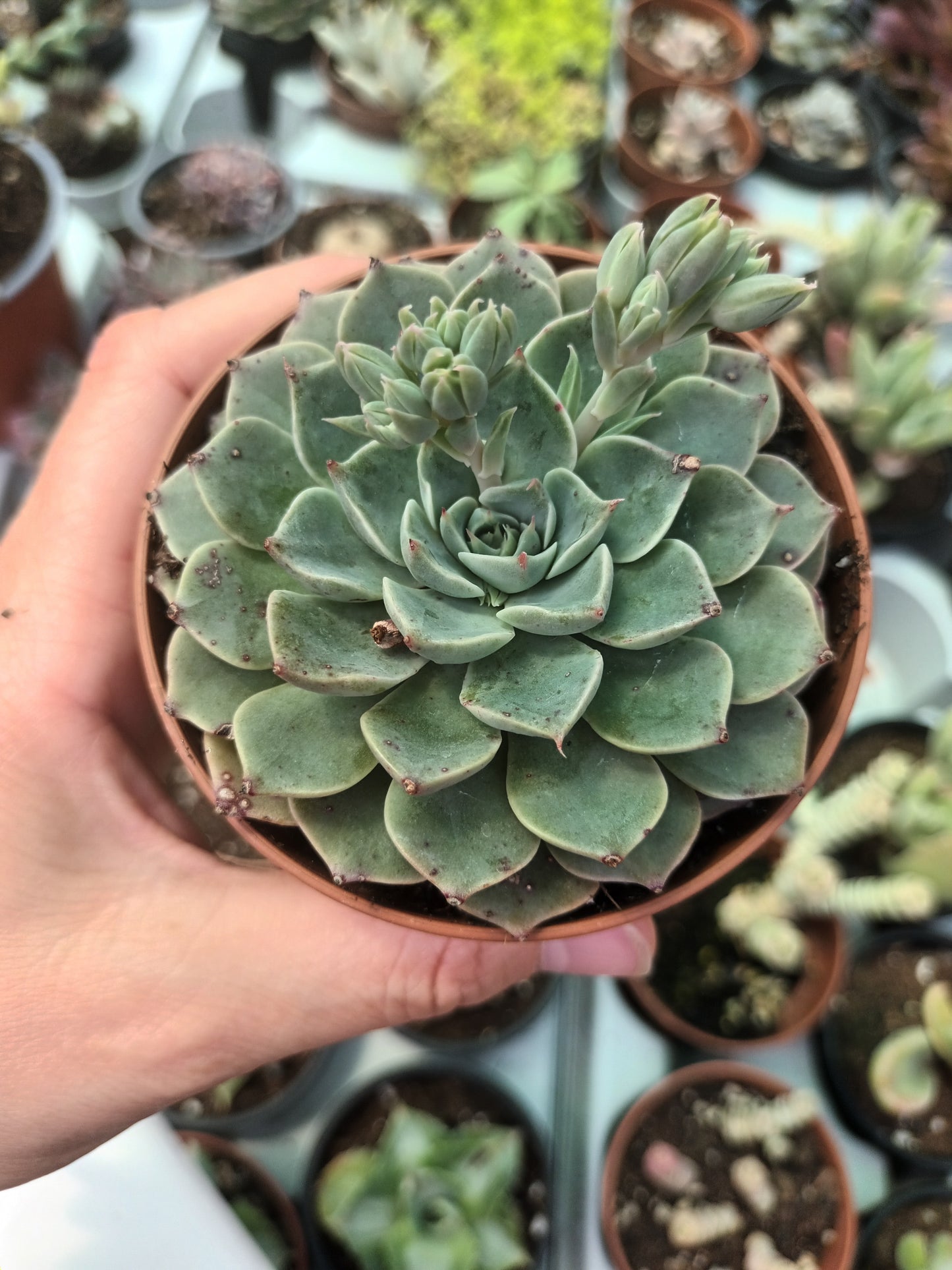 Echeveria spp