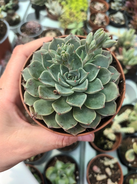Echeveria spp