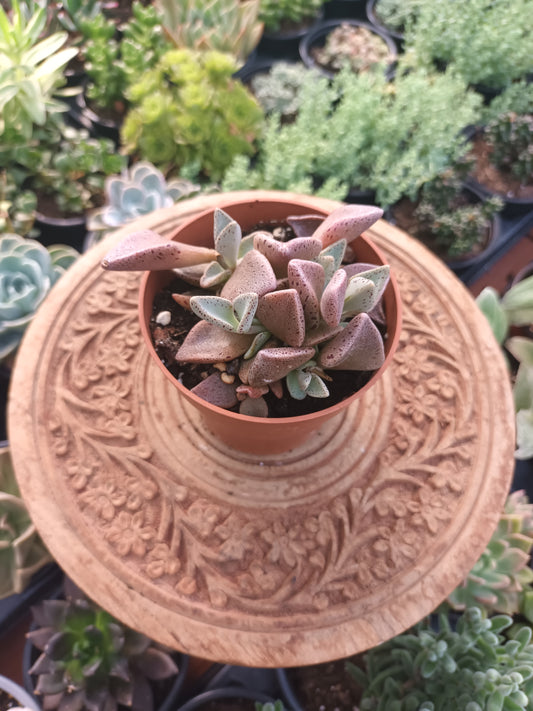 Lenophyllum guttatum