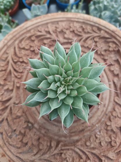 Graptoveria silverstar