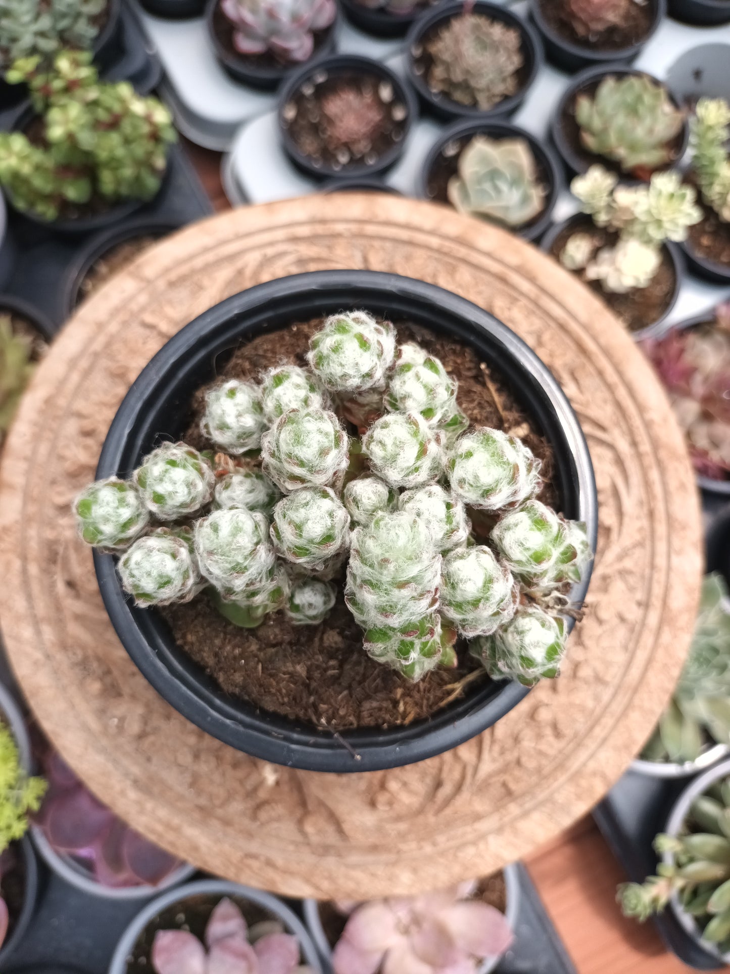 Portulaca Werdermannii