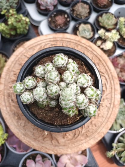 Portulaca Werdermannii