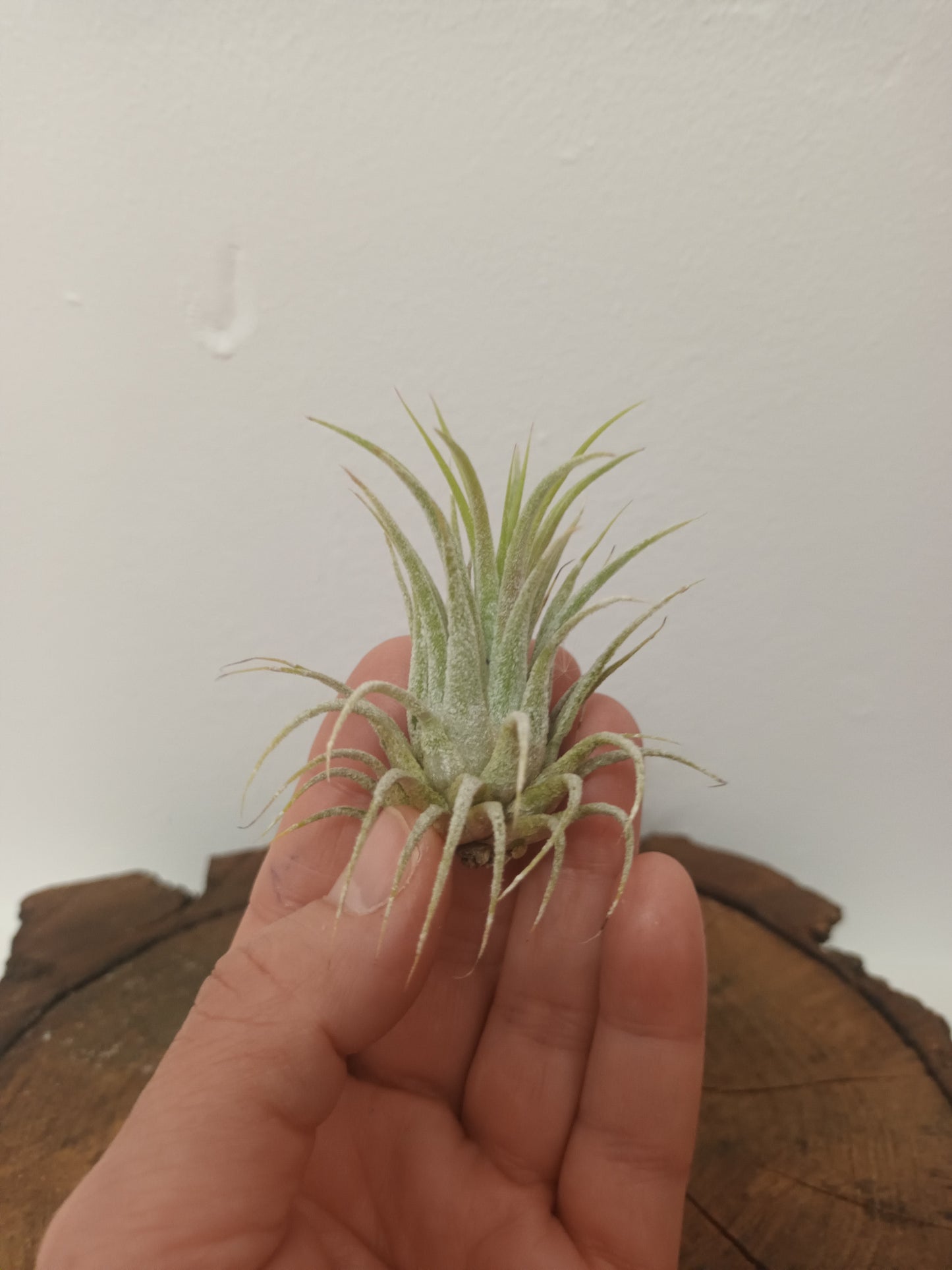 Tillandsia ionantha var. Ionantha