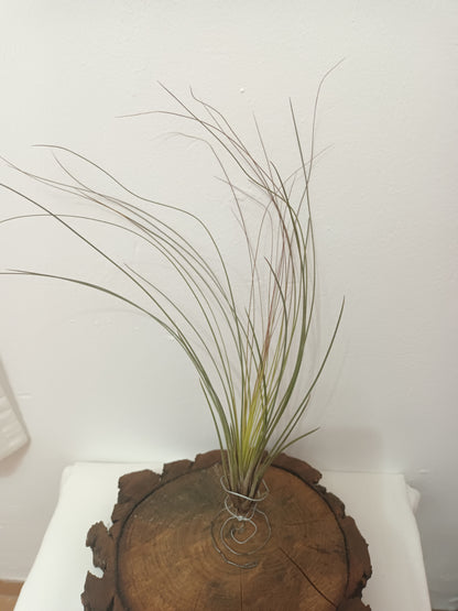 Tillandsia juncifolia -M