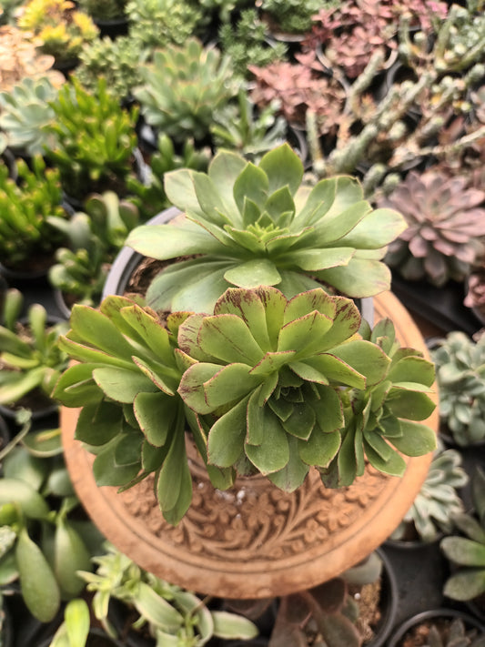 Aeonium fairy tail