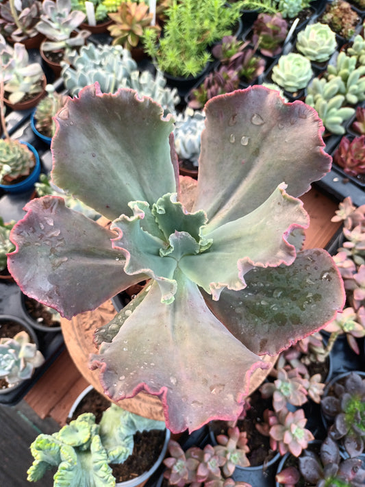 Echeveria gibbiflora