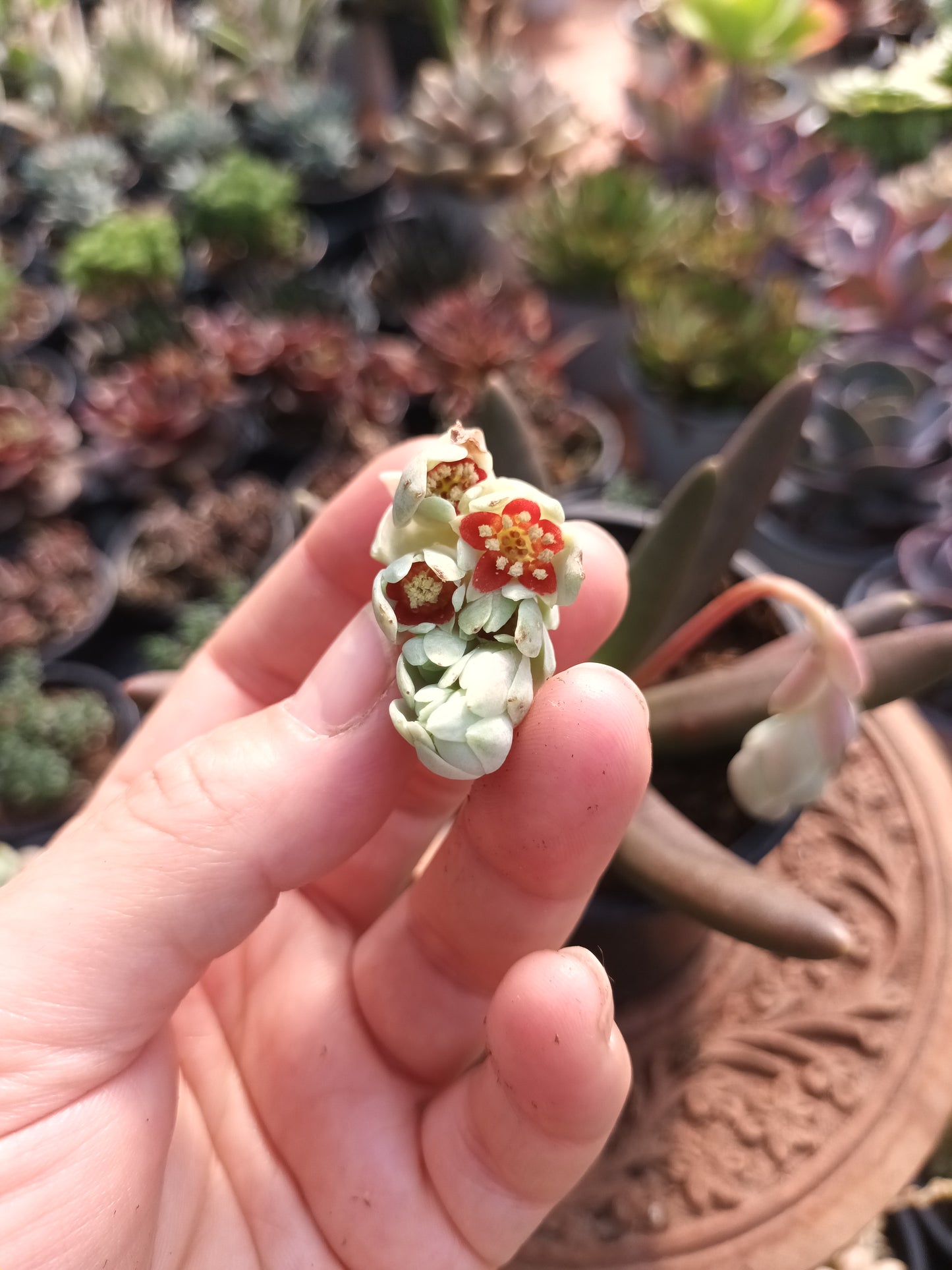 Pachyphytum viride