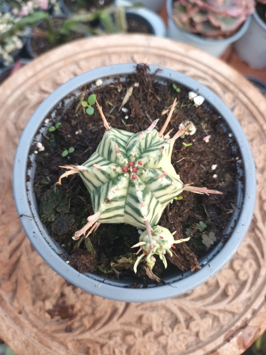 Euphorbia meloformis variegata