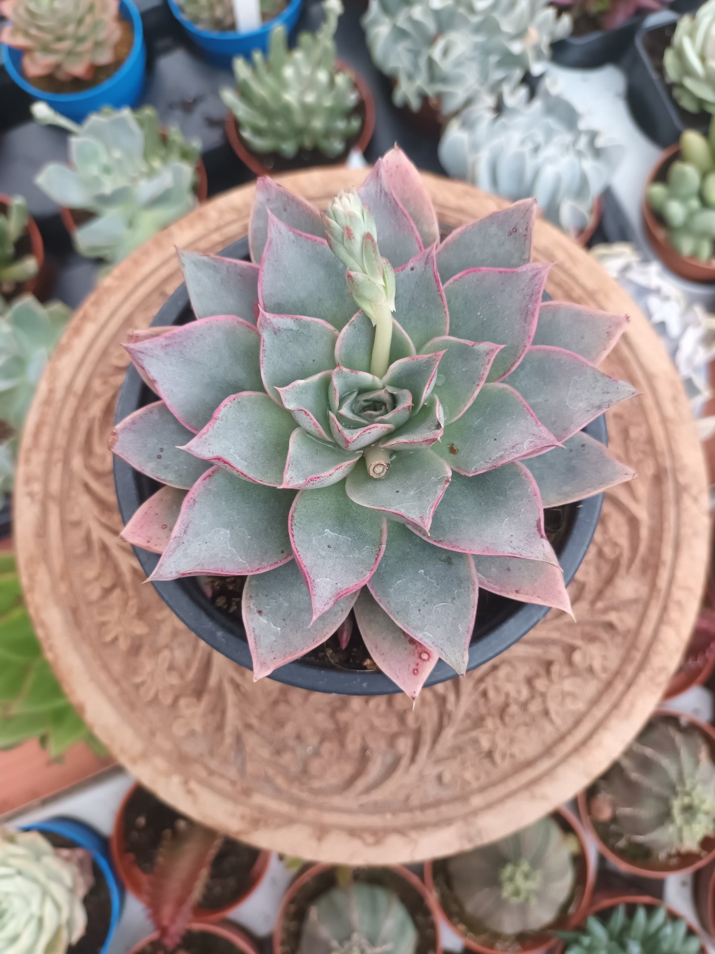 Echeveria punita