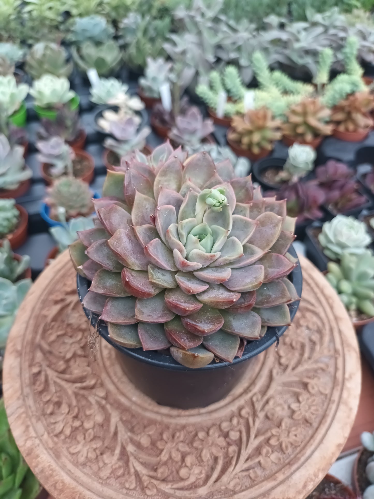 Echeveria 'Romance'