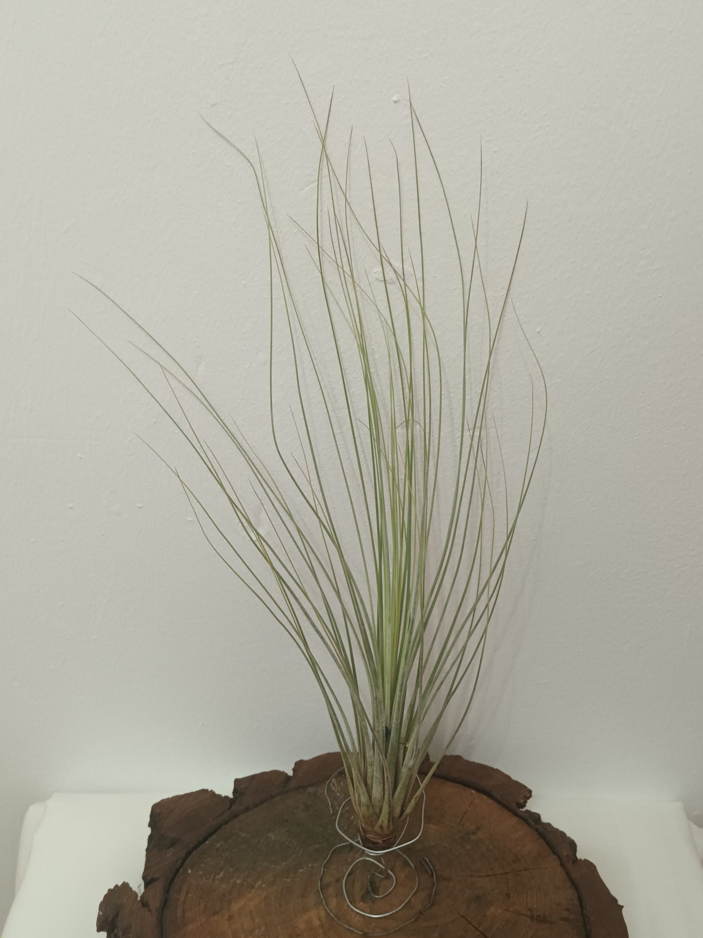 Tillandsia juncea-M
