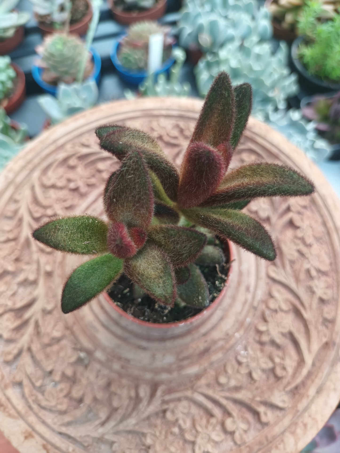 Kalanchoe tomentosa chocolate