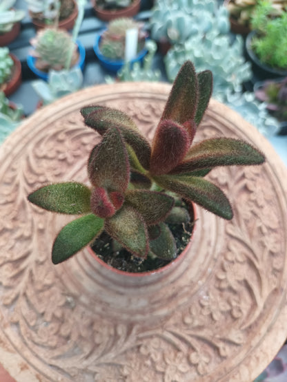 Kalanchoe tomentosa chocolate