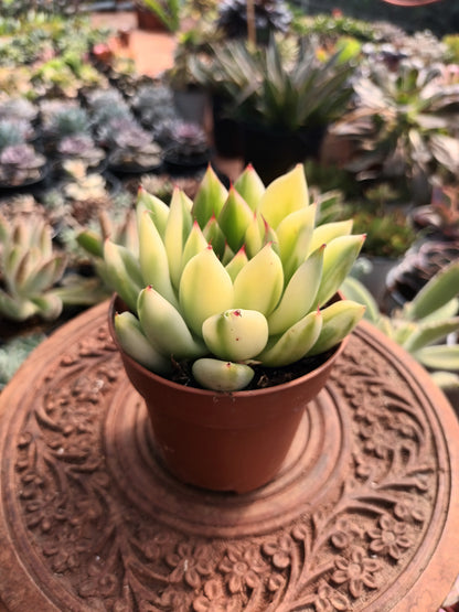 Echeveria agavoides x pulidonis variegata