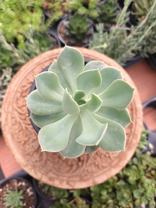 Echeveria green perle von