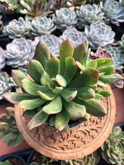 Echeveria tanguy