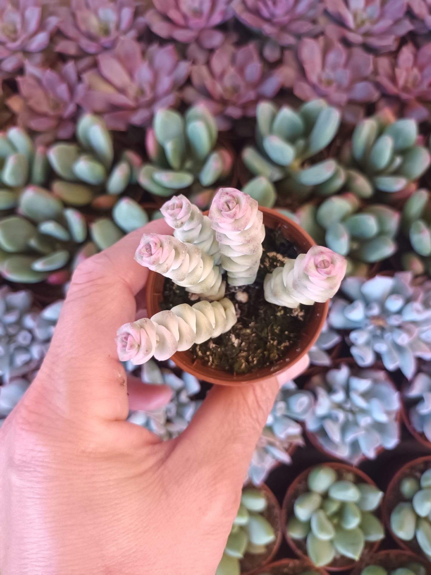 Crassula marmeriana Fantasy Variegata