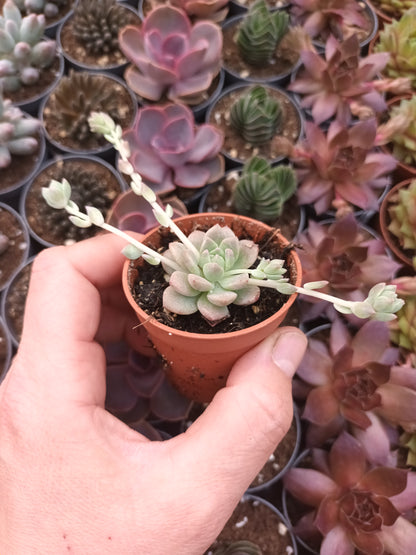 Echeveria prolífica