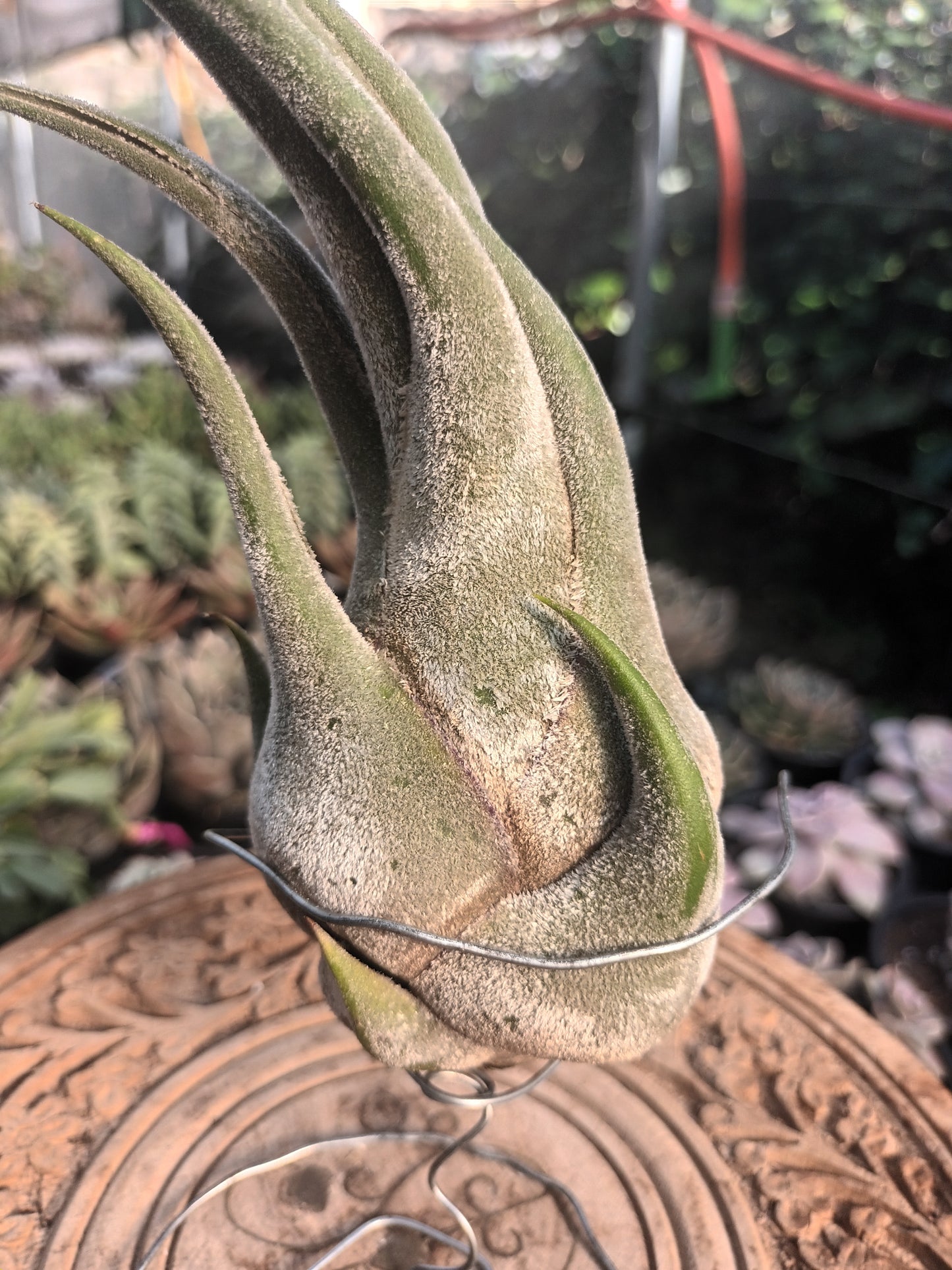 Tillandsia selereiana - M