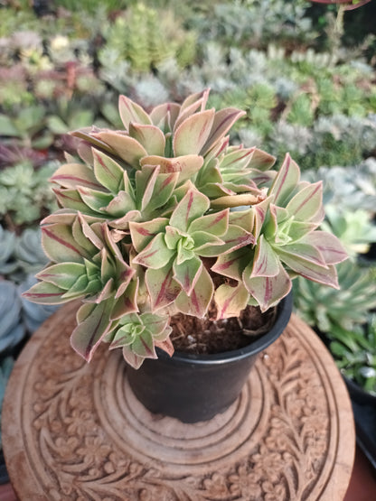 Aeonium Leucoblepharum