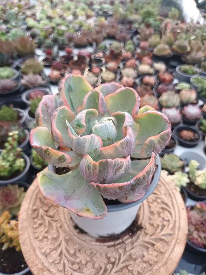 Echeveria Beyonce rainbow