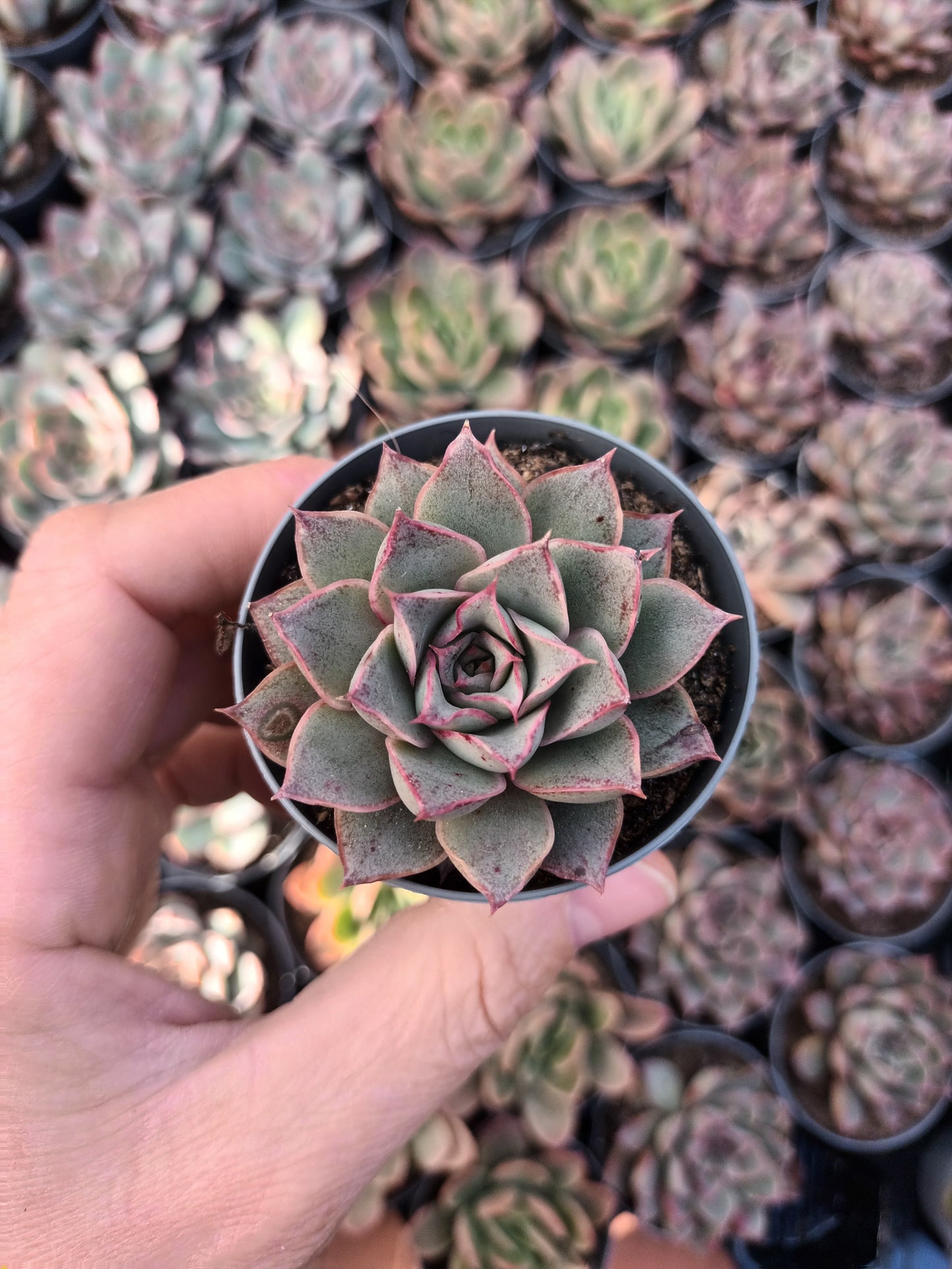 Echeveria punita