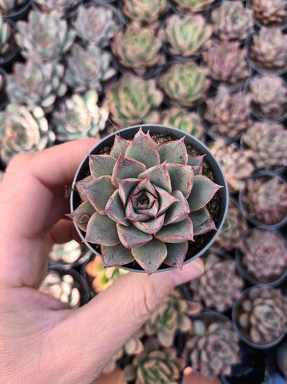Echeveria punita