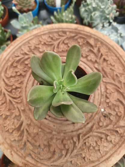 Echeveria Curve