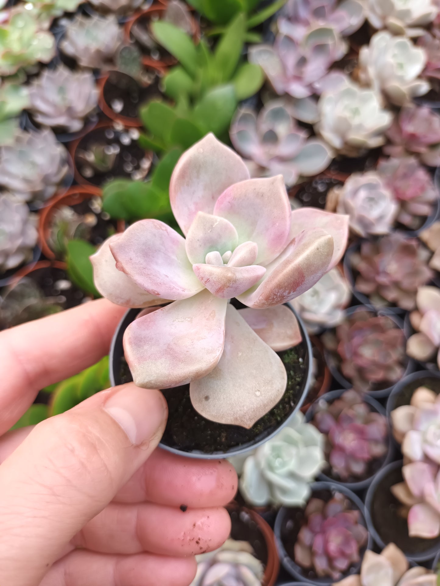 Graptoveria purple delight