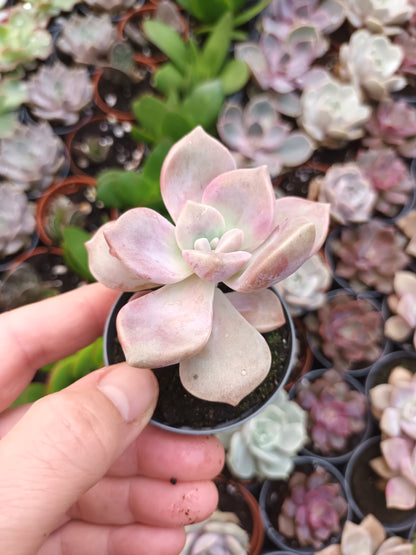 Graptoveria purple delight