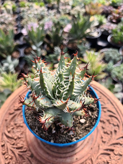 Aloe erinacea Nimbiana