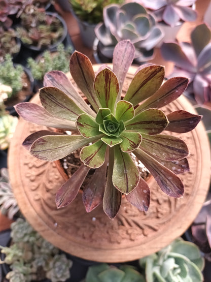 Aeonium 'Vera'