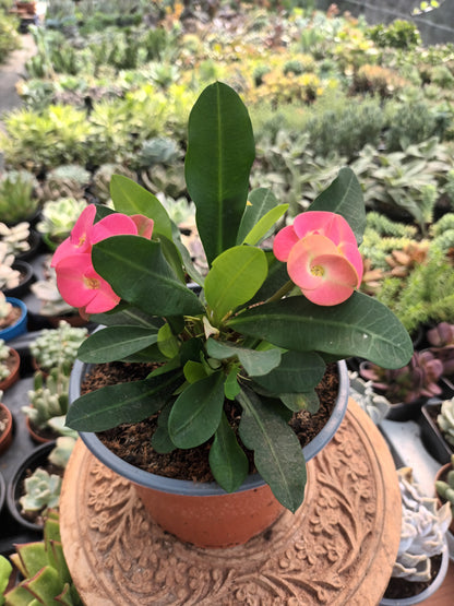 Euphorbia milii flor rosa
