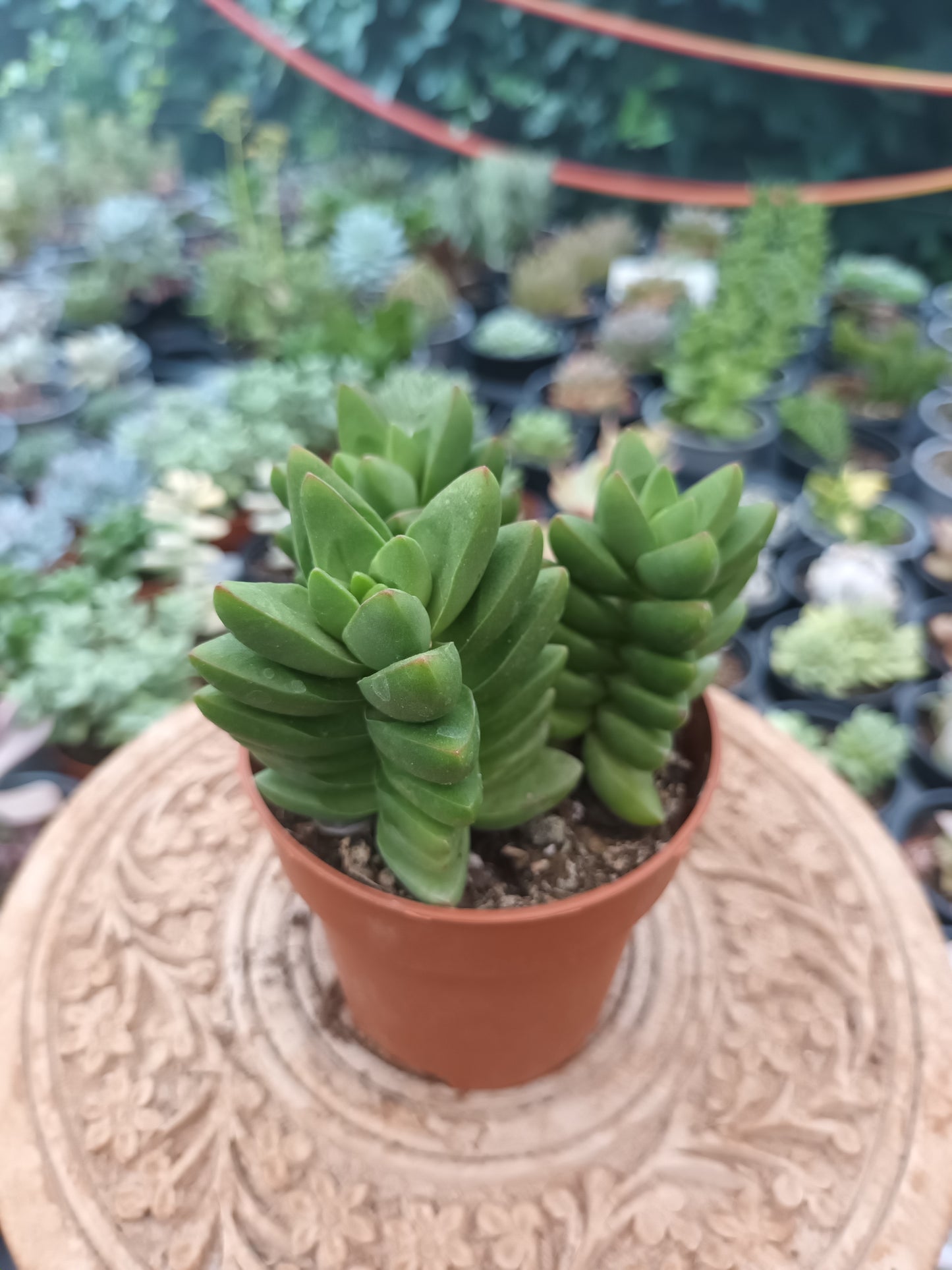 Crassula benjamín