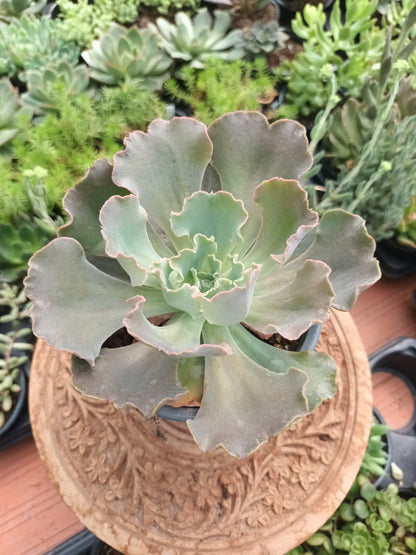 Echeveria cielo