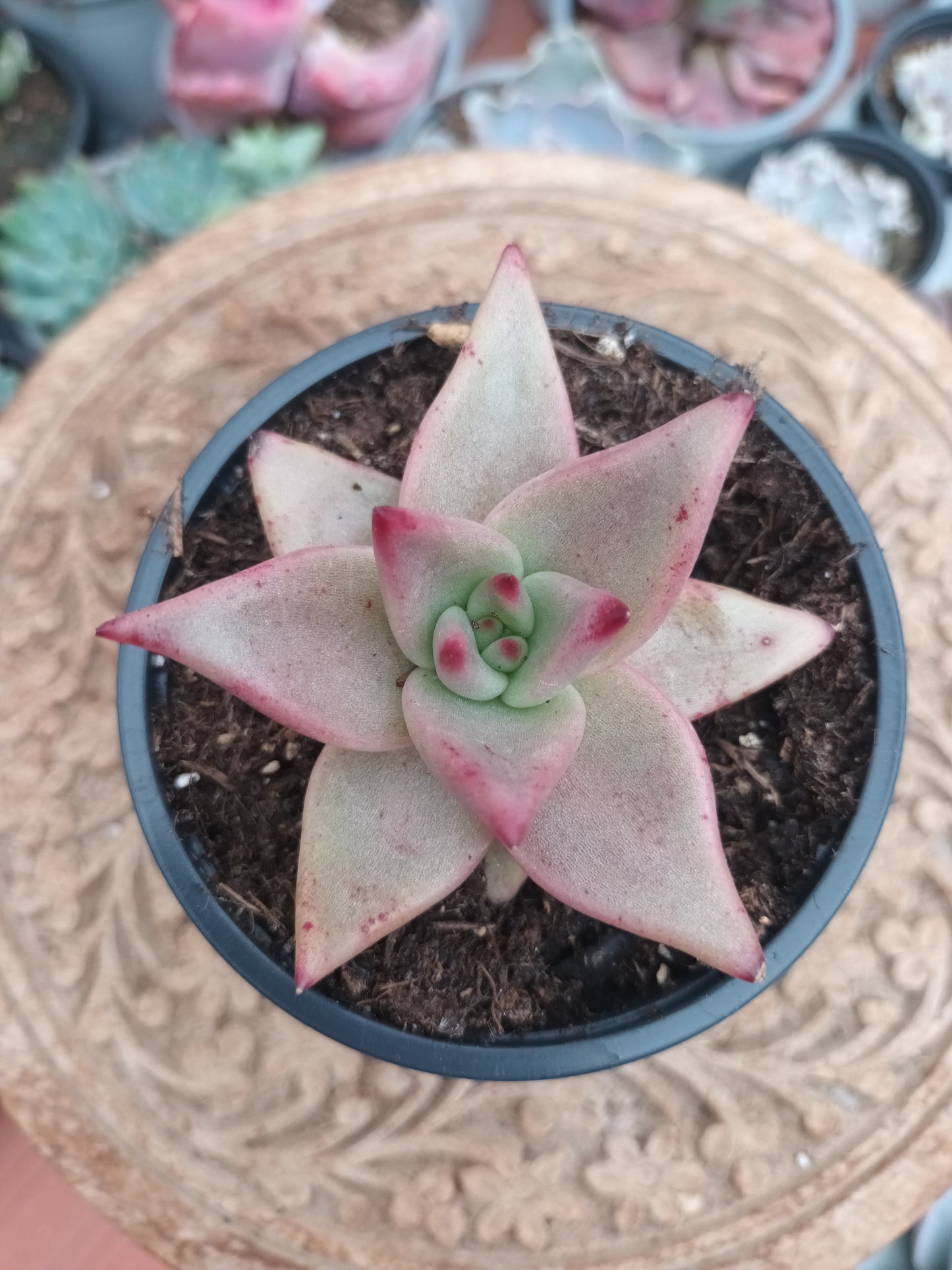 Echeveria agavoides 'Romeo'