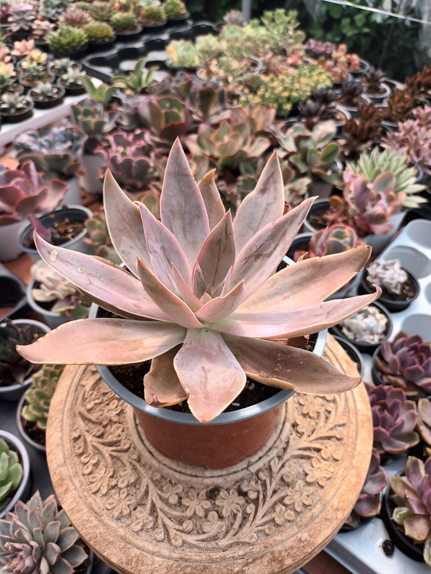 Echeveria Kristenii Mezquital Durango