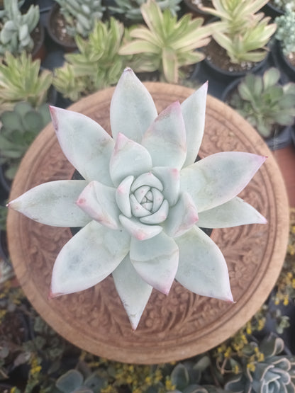 Echeveria colorata tapalpa