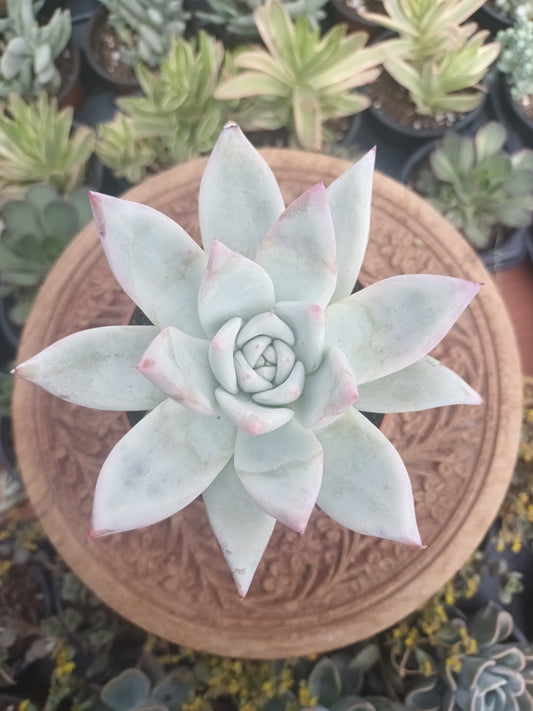 Echeveria colorata tapalpa