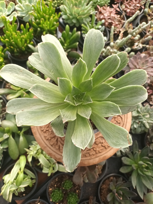 Aeonium Taeyang Variegata