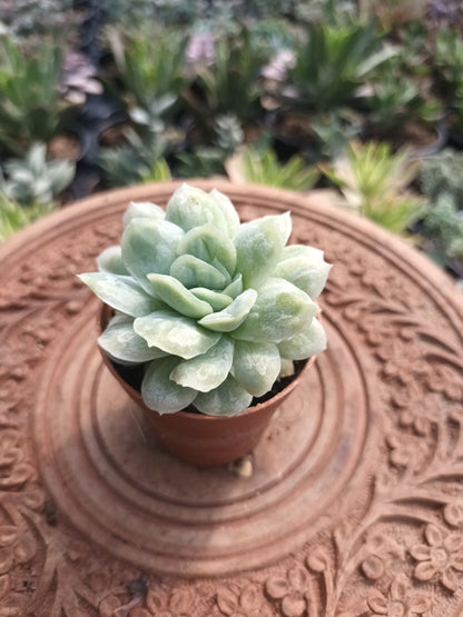 Echeveria elegans monstruosa