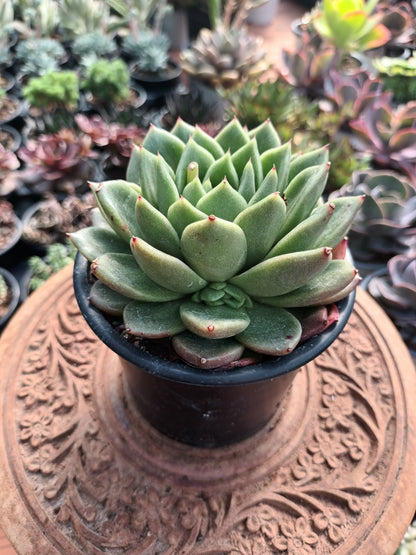 Echeveria agavoides prolifera