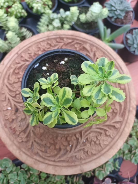 Sedum Kamtschaticum ‘The Edge’