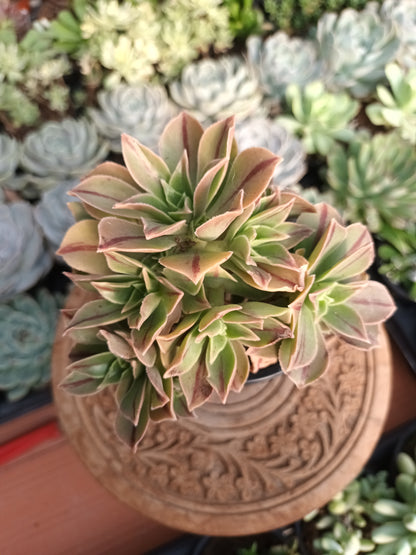 Aeonium Leucoblepharum