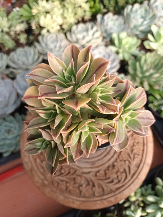 Aeonium Leucoblepharum