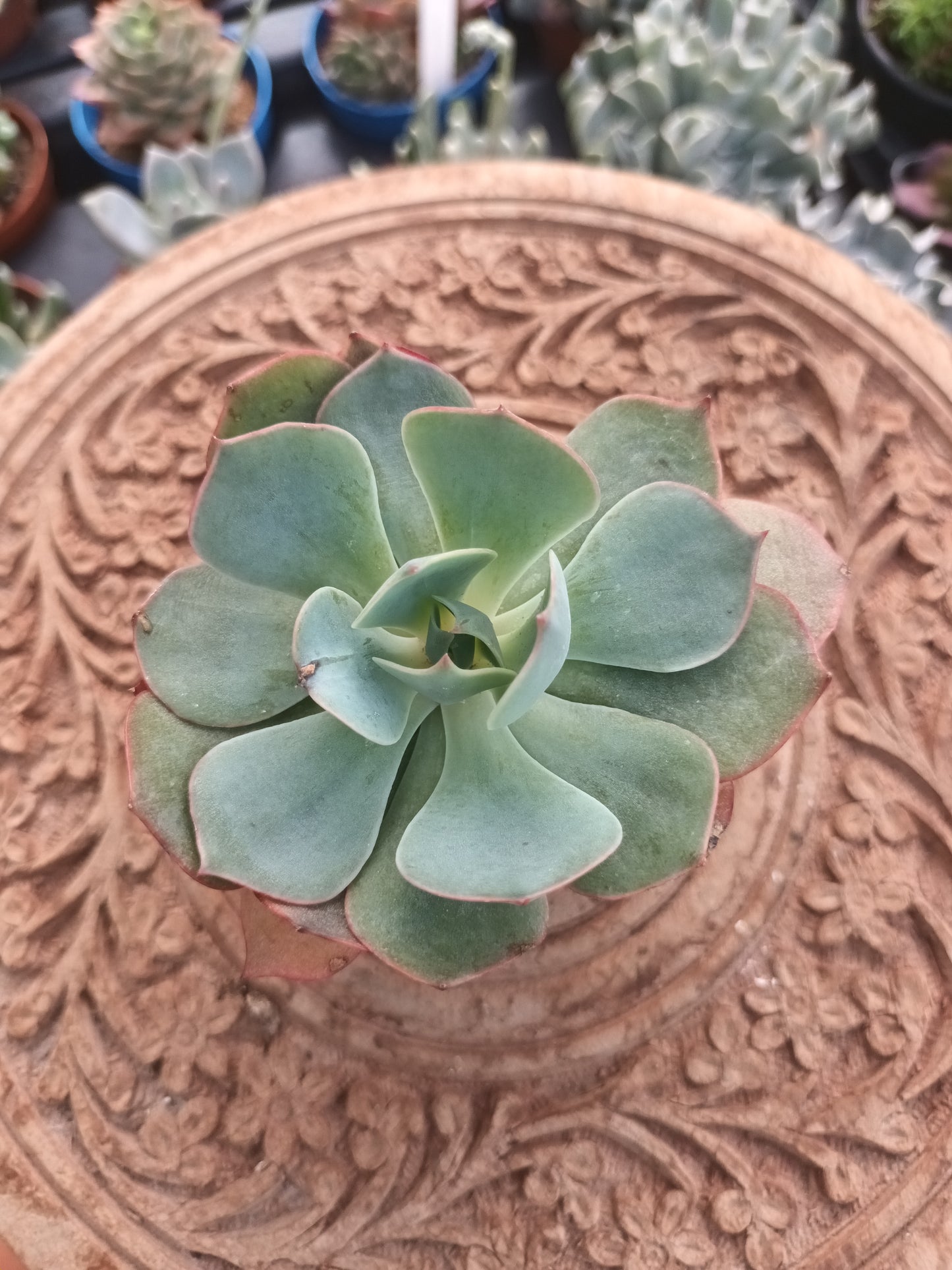 Echeveria amistar